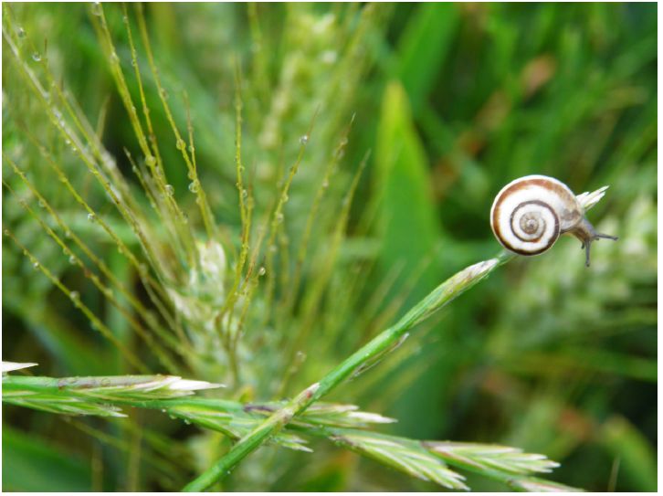 escargot lotois, du Quercy Blanc...